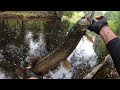 Small river big fish (Norway fishing 🎣)pt.2