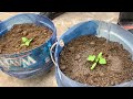 Simple Secrets To Growing Tomatoes: 7 Tips To Increase Yield That You Can't Ignore