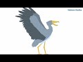 Shoebill Stork Stk | Stick Nodes