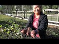 Test Growing a Japanese Sweet Potato for the first time