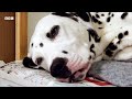 A Dalmatian Mum's Work is Never Done | Wonderful World of Puppies | BBC Earth