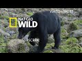 Watch a Hercules Beetle Metamorphose Before Your Eyes | Nat Geo Wild