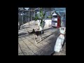 So Funny! Funniest Cats and Dogs 2024 😆 Best Funniest Catss Video 2024 😘