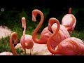 BIRDS OF THE AMAZON RAINFOREST | COLOURFUL BIRDS | RELAXING SOUNDS | STUNNING NATURE | STRESS RELIEF