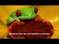 Red-Eyed Tree Frog | Animal Facts Series | Episode 37 #frog #frogs #amphibians #naturelovers #animal