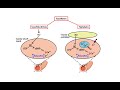 Pharmacology – HEART FAILURE (MADE EASY)