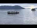 Humpback whales earn a round of applause