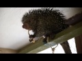This Little Guy Is the Sweetest Wild Porcupine Ever