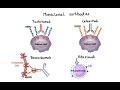 Pharmacology - CANCER DRUGS – CELL CYCLE INHIBITORS (MADE EASY)