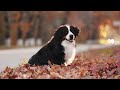 DOG TV: Best Dog Entertainment Video to Eliminate Anxiety & Boredom When Home Alone • Music for Dogs
