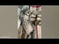 funny cats video | funny animal video #funny #funnycatsanddogs #funnycomedy
