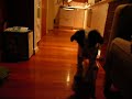 15 week old Border Collie Mica playing fetch inside.