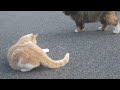 Cats play!