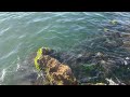 Волны с барашками плескаются о край острова из большого резного камня с водорослями #sea #seawaves