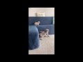 😂 Funniest Cats and Dogs Videos 😺🐶 || 🥰😹 Hilarious Animal Compilation №411