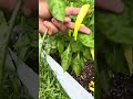 Mid July Garden Tour