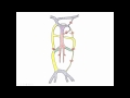 Medical Embryology - Development of Cardinal Veins and the Large Veins