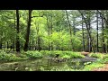 【ASMR】 Relux、心と脳が癒される自然の音、リラックス、瞑想用　【No Talking 】せせらぎ、nature sounds