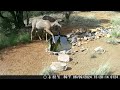 Aggressive Doe bully's other Does at the Watering Hole. Thirsty Deer in South West New Mexico