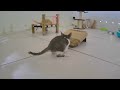 When Cats Are So Silly 😹 I will die laughing 🐱🐱 Funny Animal Moments 🐱🤣