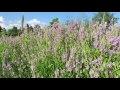 Help the Bees! Plant Obedient Plant (Physostegia virginiana)