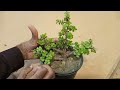 Jade bonsai for beginner || How to make jade bonsai@Gardeningandmuchmore