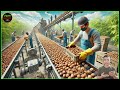 How California Farmers 2.9 Billion Pounds Of Walnuts Harvested | Processing Walnuts  mega factory