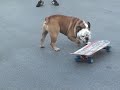 Skateboarding Dog!  Dog Can Skateboard