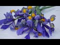 GROWING DUTCH IRIS BULBS: Planting Dutch Iris Bulbs in Fall for Spring Bloom - Start to Finish