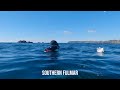 Spearfishing and Freediving Tasmania Compilation 2024 - January to June