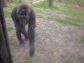 Wild Gorilla Attack!