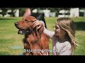 강아지의 수명을 단축시키는 보호자의 행동 10가지 / 잘못된 습관이 이렇게 위험합니다