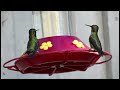 Hummingbirds of Bolinas, California 12  18   21