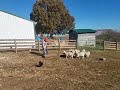 Training the lambs to follow