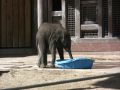 Baby African Elephant Zuri at Hogle Zoo SLC