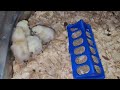 Silkie chicks 4.25.24