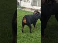 Cane Corso puppy fighting Rottweiler