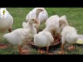 Cooking for Animals- Little geese | 2 Michelin Star | I Chef Richard