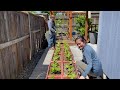 Bảo Vệ Trái Vườn Nhà - Góc Vườn Mini & Giàn Đậu Tưới Nước Tự Động Ở Mỹ  - Thú Vui Ngày Hè - Vlog 199