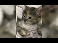 12 Minutes of Funny Cat Videos - EP 133