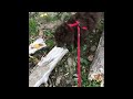 Through-Puppy Parkour Training