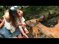 Nara Park- Japan- Osaka- deers-sarny sarenki