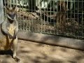 Kangaroos Humping - Featherdale Wildlife Park - Sydney Australia