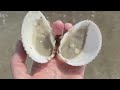​​Hunting for seashells. Low tide on a Florida beach and the treasures keep coming!