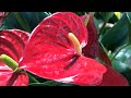 1 Little Per Tree! Anthuriums Grow Fast And Bloom Miraculously!