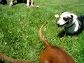 Dachshunds at Play