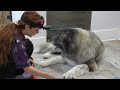 BITE PROOF Muzzle For This Massive Anatolian Shepherd Dog | 75 KG