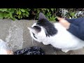 Giving food to cats