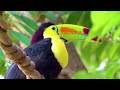 Kingdom of Birds 8K ULTRA HD | Relaxing Scenery Film With Gentle Music, Reduce stress