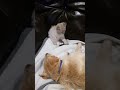 Introducing kitten to the dog